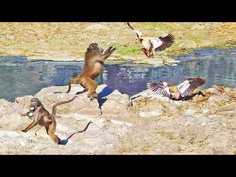Birds Fight Baboons Making Scrambled Eggs from their Chicks