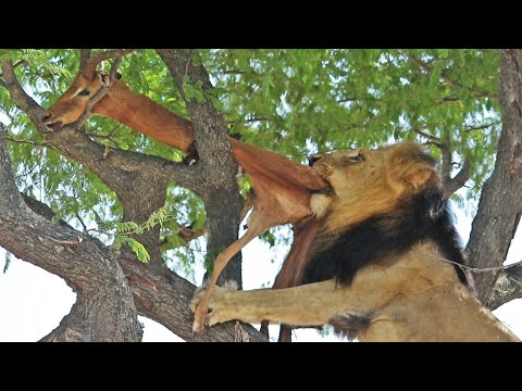 DEAD IMPALA TORMENTS MALE LION