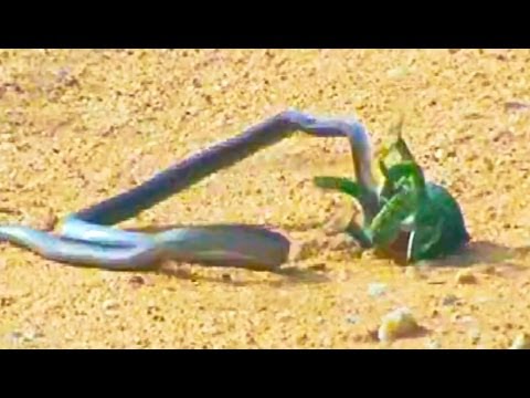 Boomslang Snake vs Chameleon Latest Wildlife Sightings