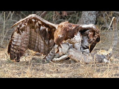 Eagle Rips Lizard s Eyes Apart As it Tries to Escape