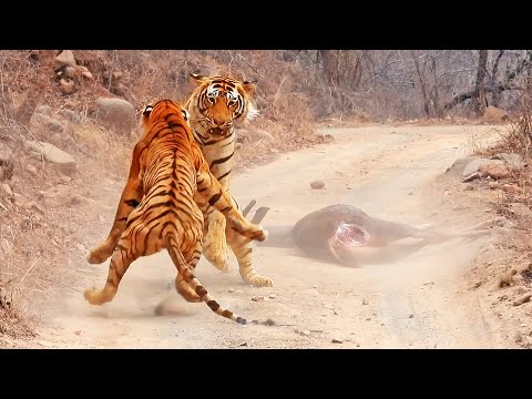 Tigress Tries Stealing Huge Male s Meal