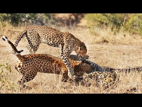 Males Fight Over Leopardess She Breaks It Up