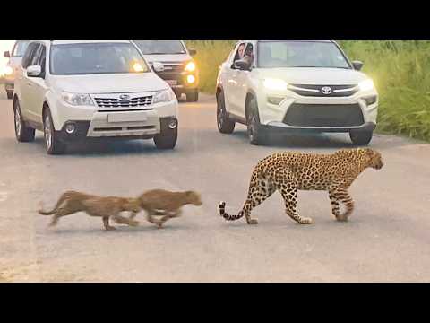 Mother Leopard s Lesson in Love Caught on Camera