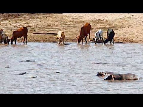 Crocodiles Catch Cow Then Hippos Steal It