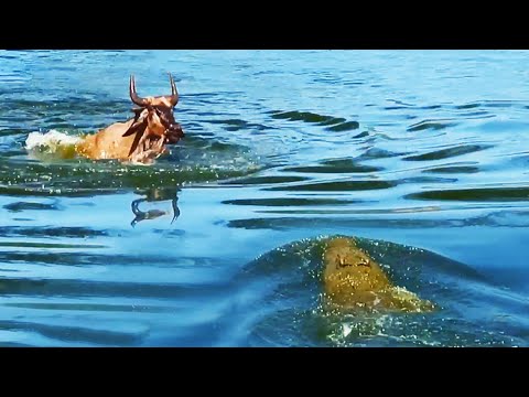 Wildebeest Escapes Small Croc to Swim into Jaws of Monster