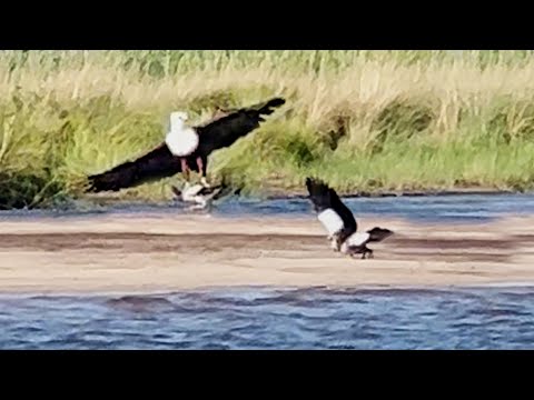 Eagle Catches Baby Goose from Mom But She Comes to the
