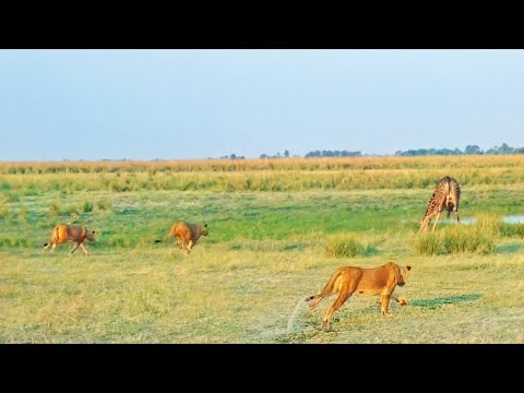 20 Lions Surprise a Drinking Giraffe