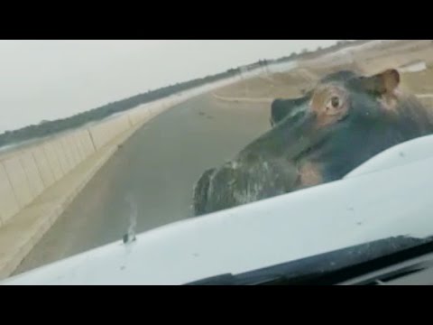 HIPPO ATTACKS HITS CAR