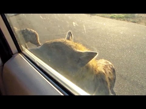 Hyena Nearly Opens Car Door