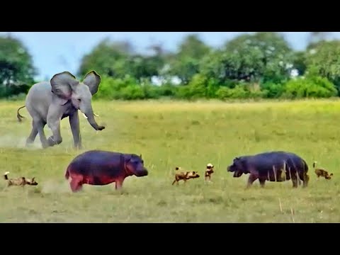 Hippos Saved From Wild Dogs by Elephant