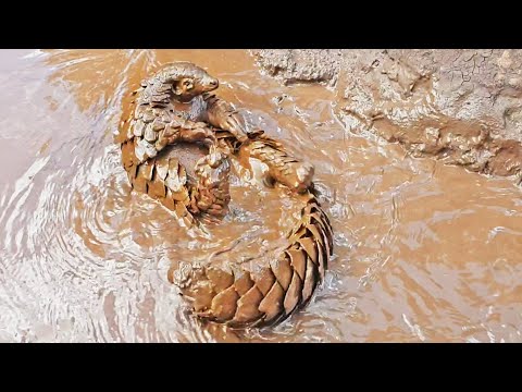 This Pangolin REALLY Loves Swimming