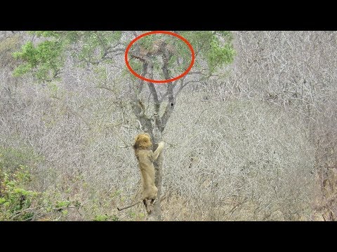 Lion Tries Stealing Food from Leopard