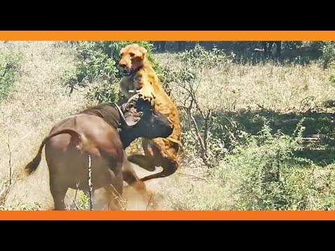 Buffalo Flips a Sleeping Lion
