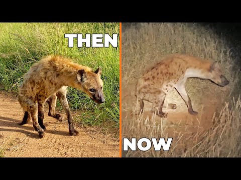 Two Legged Hyena Still Alive 9 Months After Lion Attack
