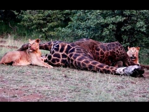 Pride of Lions on a Giraffe Kill Winner for March 2014