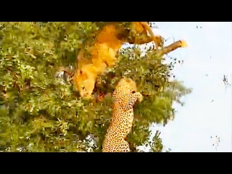 Lion Leopard Fall Out Tree While Fighting For Food