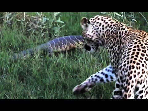 Monitor Lizard Tries To Give a Leopard a Slap Latest
