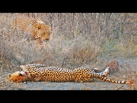 Cheetah with Broken Back Tries Running After Leopard Attack