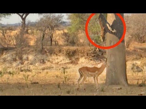 Leopard Jumps on Impala From Tree