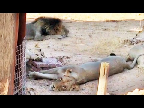 Pride of Lions Block Entrance to Tourist s Toilet