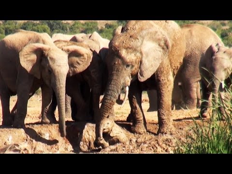 Mother Elephant Rescues Her Calf Latest Wildlife Sightings
