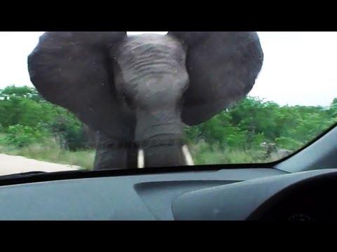 Elephant Attacks Car