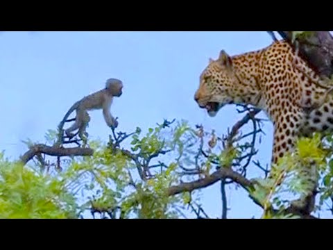 Leopard Kills Baby Vervet Monkey