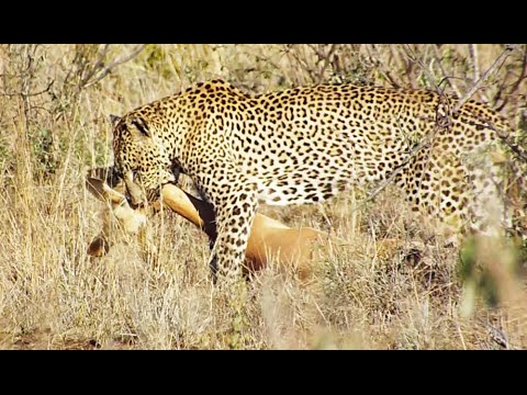 Extremely Quick Leopard Kill