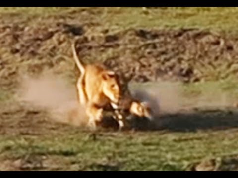 Lion Kills Crocodile and Then Doesn t Want to Share Latest