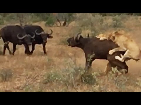 Buffaloes Try Saving Buffalo From Hunting Lions