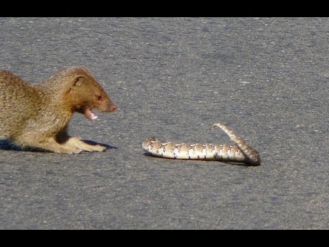 Slender Mongoose Interaction With Puff Adder Black White