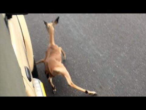Wild Dogs Chase Impala Lamb Into Vehicle