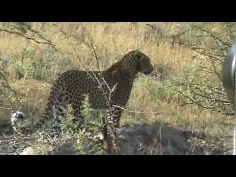 Leopard hunting impala