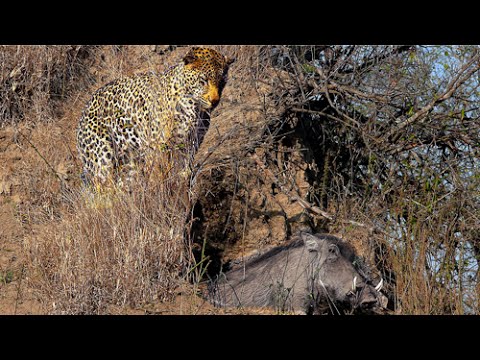 Leopard Catches Warthog in its Burrow Stealth at its Best