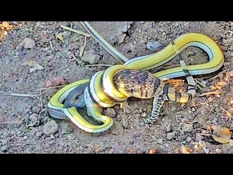 Lizard Fights Snake to Try Escape