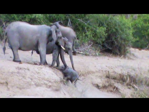 Elephants Help Calf That Can t Get Up the Ridge