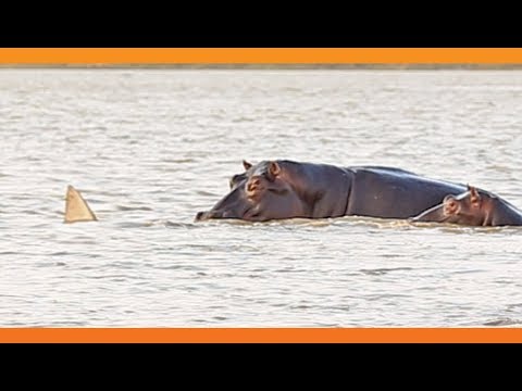 1 Bull Shark Swim Off Against 10 Hippos