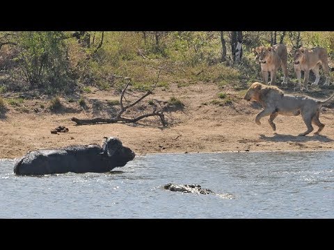 Herd Rescues Buffalo from Lions and Crocodiles