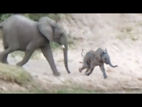 Baby Elephant Falls and Rolls Down a Hill