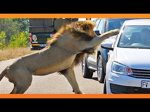 Lion Shows Tourist Why Windows Should be Closed