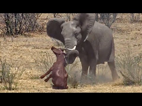 Elephant Stabs and Kills Buffalo
