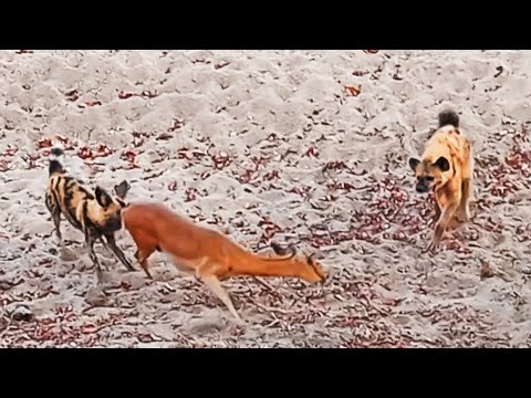 Wild Dog Hyena Pull Baby Out of Impala That s Giving Birth