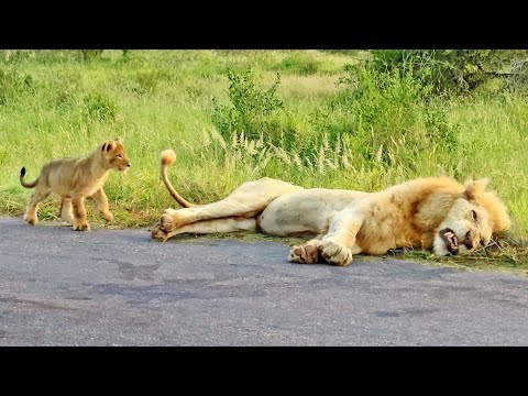Lion Cub Learns Why You Don t Bite on Dad s Tail