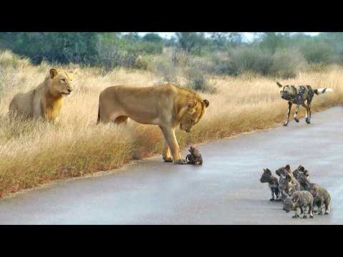 Lions Come Across Wild Dog Puppies Busy Moving Dens