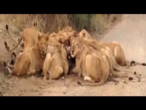 Huge Pride of Lions Eat Wildebeest on the Road