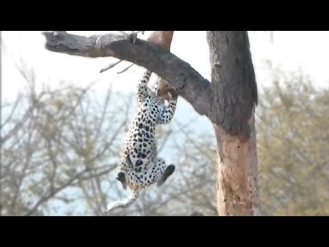 Leopard Doing Some Acrobatics Latest Wildlife Sightings