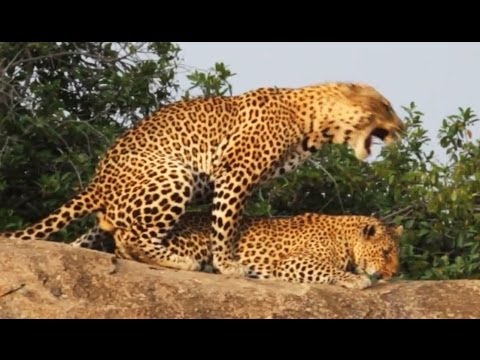 Leopards Mating Latest Wildlife Sightings