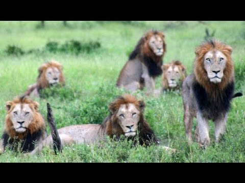 6 Male Lions Together