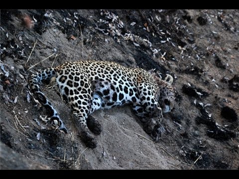 Leopard Sleeps Next to Road
