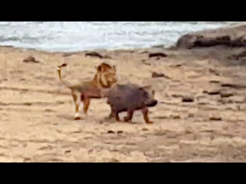 Baby Hippo Protects Mother From Lion